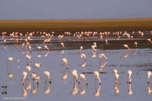 02-Flamingoes