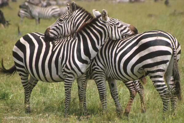 05-NeckingZebras