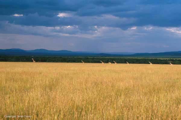 06-6-MaasaiMara