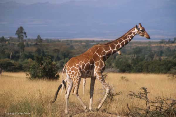 07-ReticulatedGiraffe