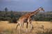 07-ReticulatedGiraffe