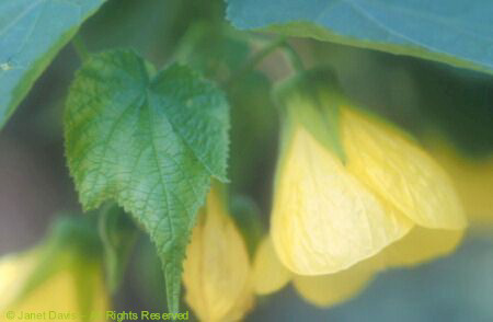 Abutilon