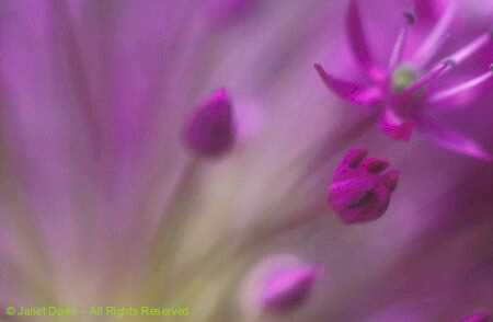 Allium Purple Sensation