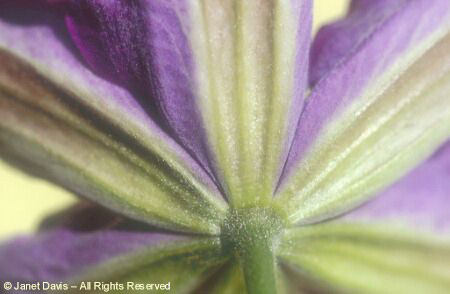 Clematis tepals