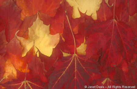 Fall Maple Leaves