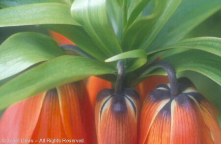 Fritillaria imperialis