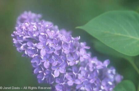 Lilac Blossom