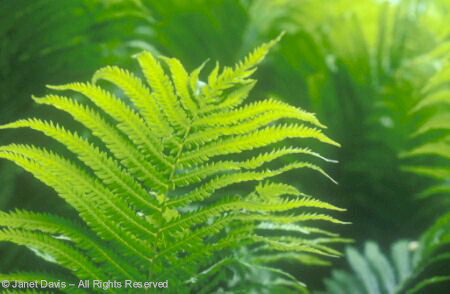 Ostrich Fern