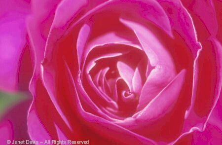 Pink Peace Rose