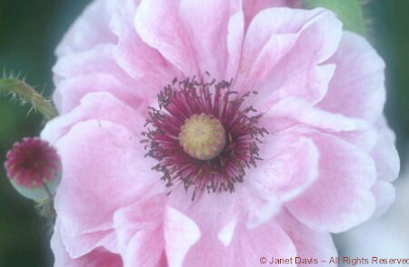 Poppy Angel Choir