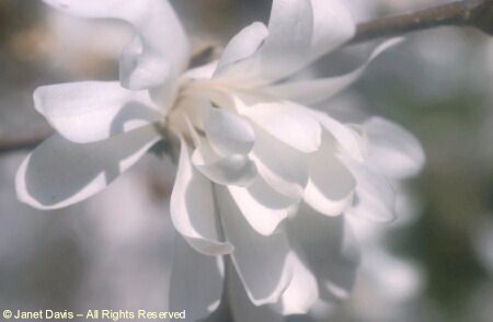 Star Magnolia 