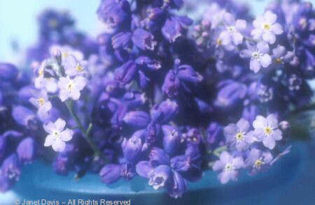 Forget-me-nots and Grape Hyacinths