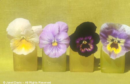 Pansies in Salt Shakers