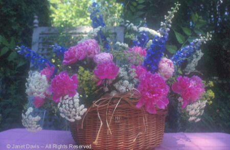 Peonies Delphinium and Ammi