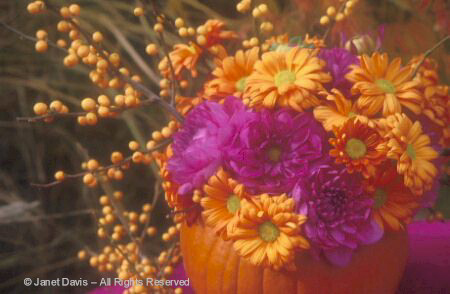 Pumpkin and Dahlias