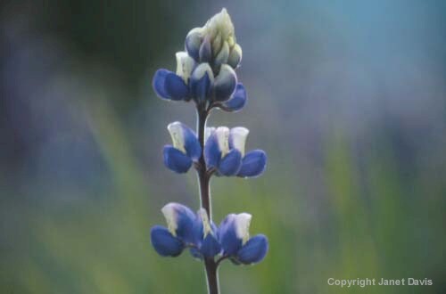 02-Lupine