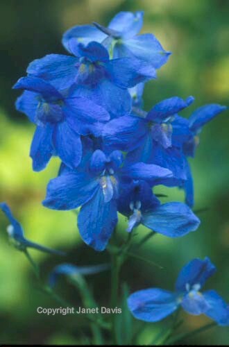 09-Delphinium