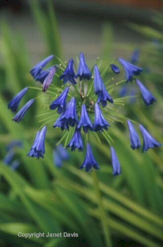 10-Agapanthus