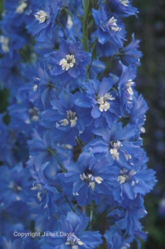 11-Delphinium