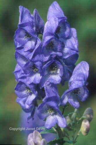 12-Monkshood