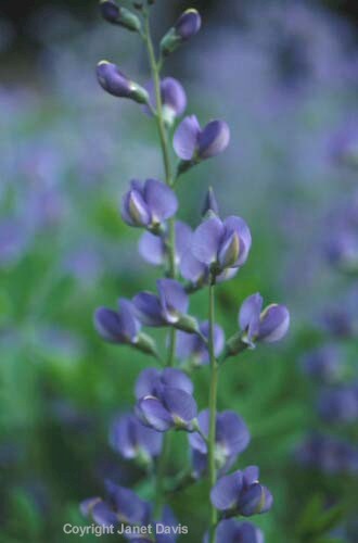 19-Baptisia