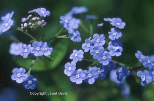 25-Brunnera