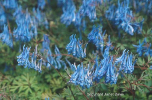 27-Corydalis