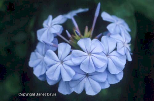 28-Plumbago