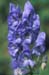 12-Monkshood