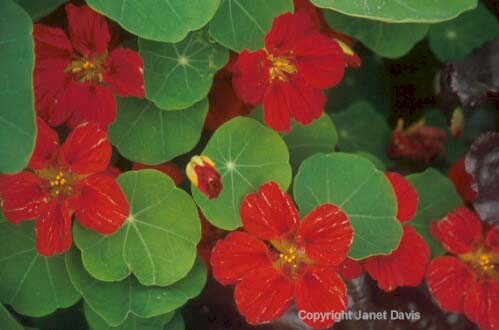 01-Nasturtium