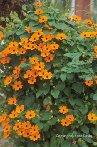 19-Thunbergia