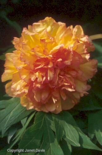 20-Peony