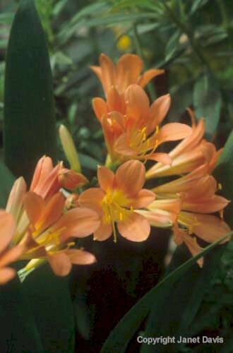 24-Clivia