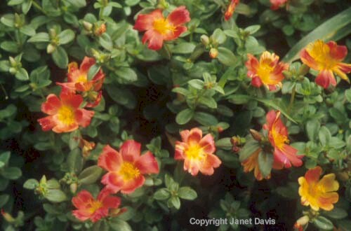 25-Portulaca