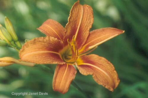 26-Daylily