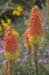 10-Kniphofia