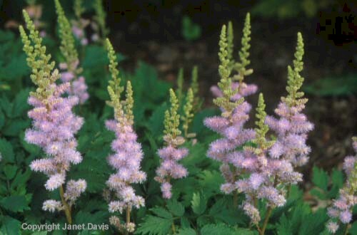 01-Astilbe