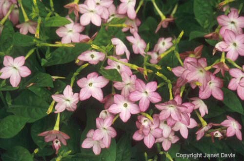 05-Nicotiana