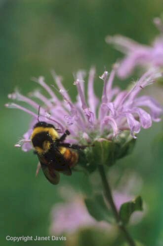 09-Monarda