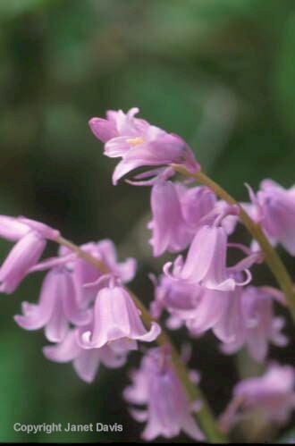 10-Hyacinthoides