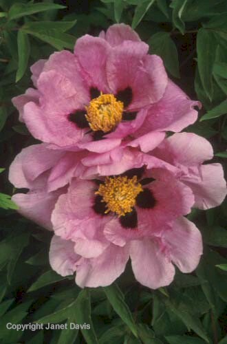 11-TreePeony