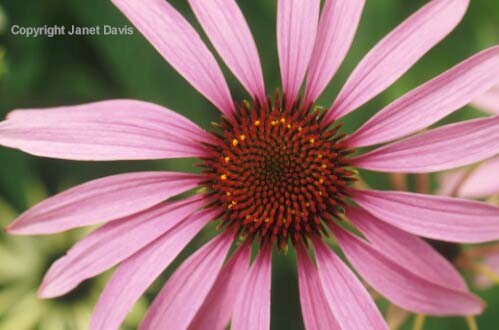 14-Echinacea