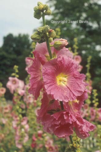 22-Hollyhock