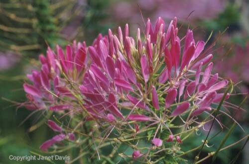 25-Cleome