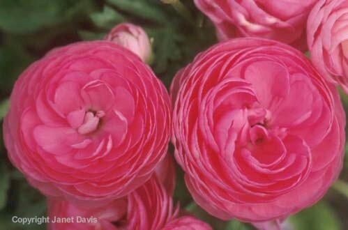 27-Ranunculus