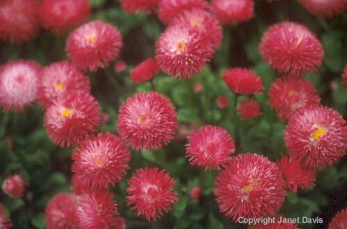 28-Bellis