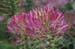 25-Cleome