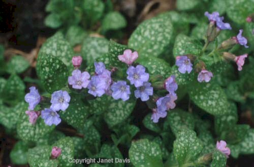 04-Pulmonaria