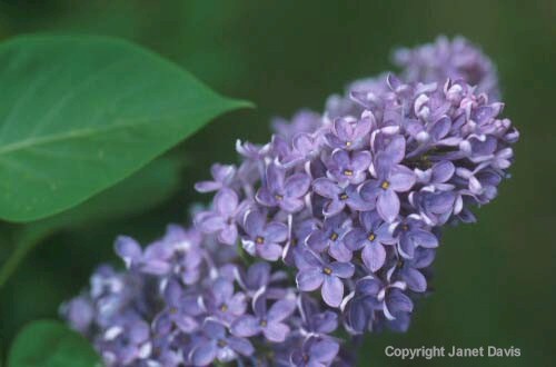 06-Lilac