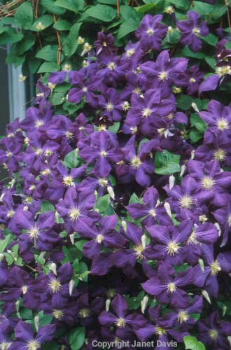 07-Clematis